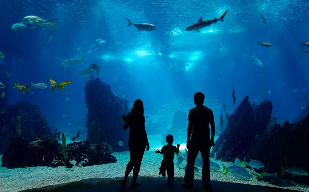 A Day at the Aquarium The Whole Family, Family Travel Advantage4Parents